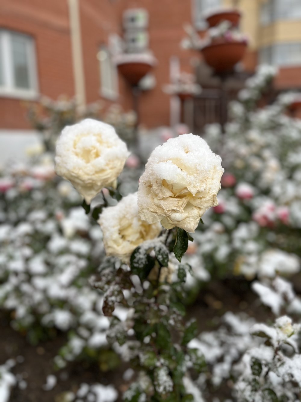 С первым снегом, друзья❄️