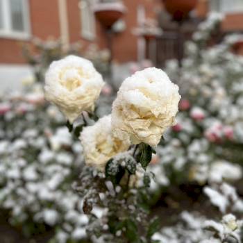 С первым снегом, друзья❄️